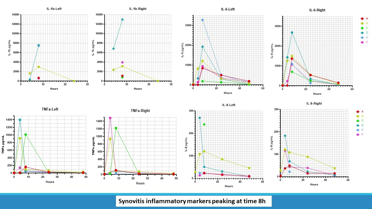 Equine Synovitis Mitotherapy  Evaluating Intra Articular Autologous Mitochondria's Ability to Treat