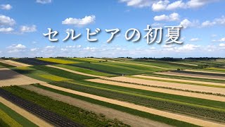 地平線に広がるひまわり畑【セルビア暮らし】 / Sunflower land in Serbia