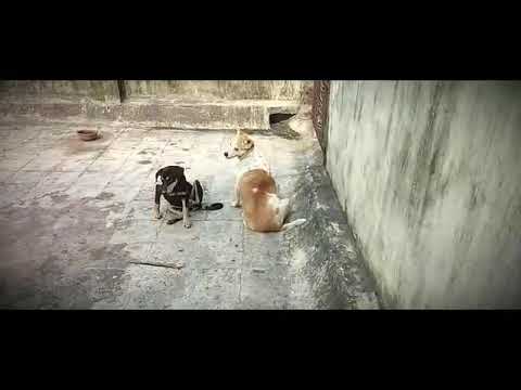 let's Have little Fight and Loads of Fun