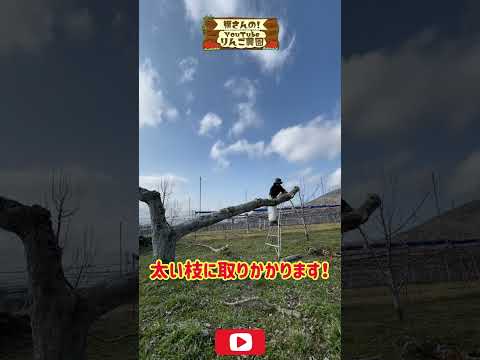 大きなリンゴをたくさん収穫するには、いつ、どのようにリンゴの木を剪定すればよいでしょうか？完全ガイド！  庭園