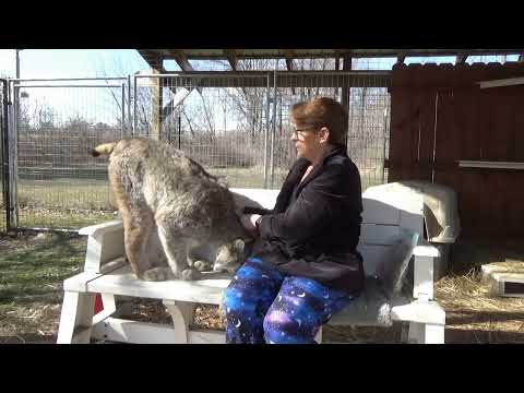 Max Canada Lynx - We are back!