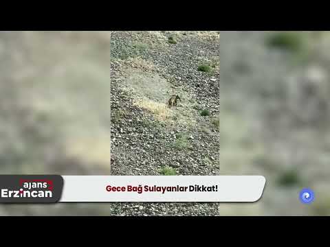 Gece Bağ Sulayanlar Dikkat!