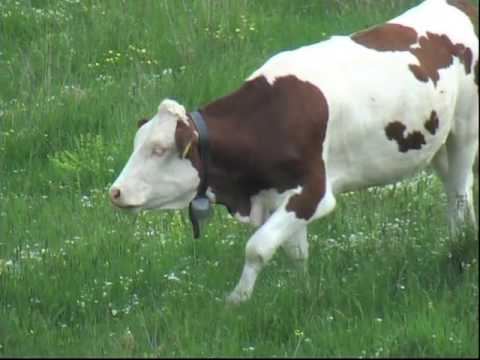 LESSINI MARMOTTA VOLPE BIANCA