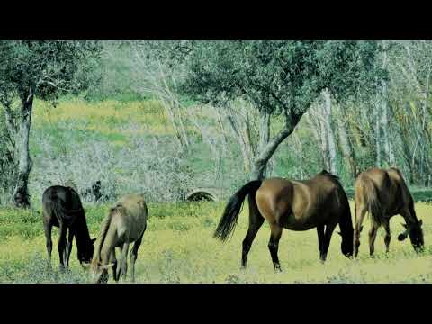 Oh Moura Linda - Musica Tradicional do Alentejo