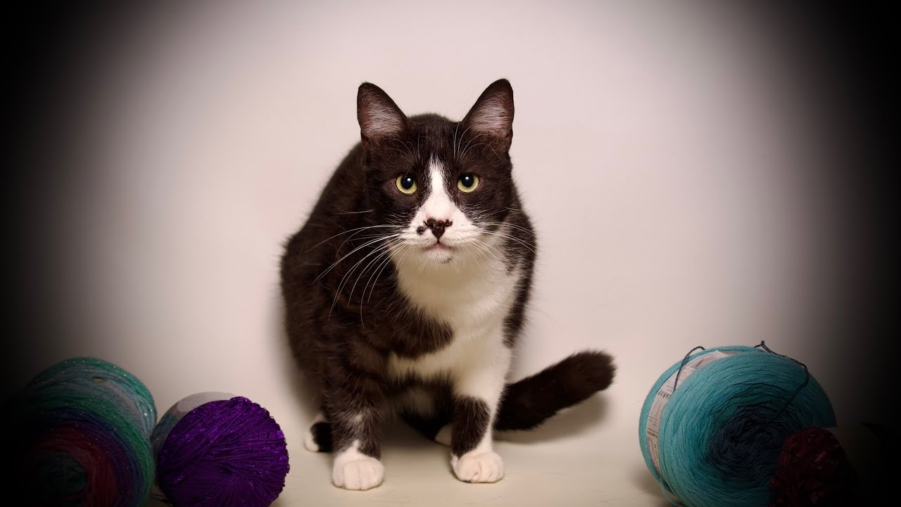 Enlarge Louie, an adoptable Domestic Short Hair in Riverside, CA video 5/6