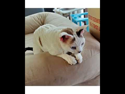 Crystal the Pet Nanny. LLC video.