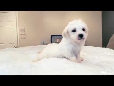 Meet Baxter, who is a happy affectionate little boy. He is very playful, spunky, and adorable
