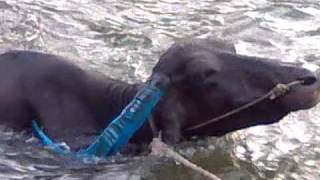 preview picture of video 'Buffalo swimming in morana river - shirala, dist sangli'