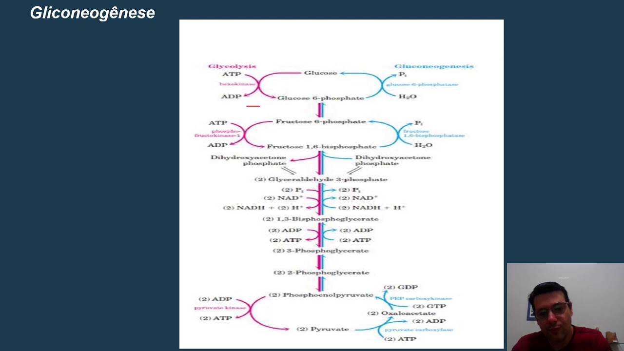 Aula Bioquímica Nutrição   Gliconeogênese, Via das Pentoses e Ciclo de Cori