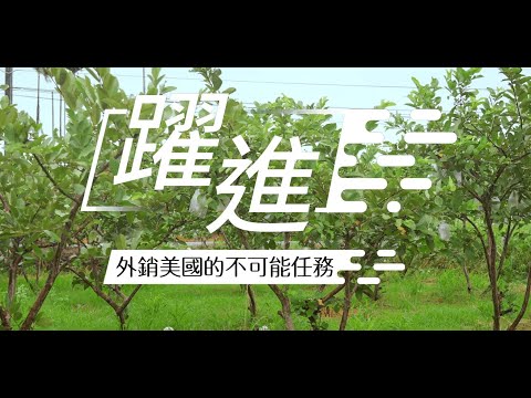 冷鏈串接新技術 臺灣芭樂邁向美國