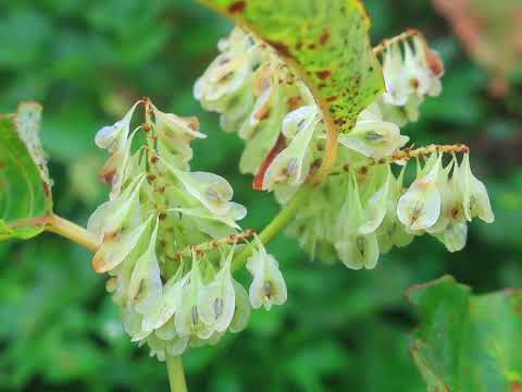 鳥のイタドリ 植物