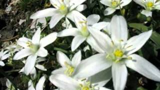 My Choice - André Rieu: Edelweiss (Sound of Music)