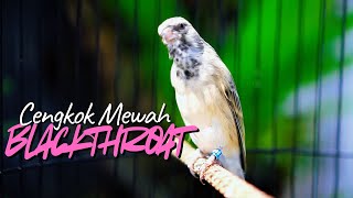Download lagu BLACKTHROAT GACOR SUARA JERNIH paling DICARI buat MASTERAN KENARI PAUD BELAJAR BUNYI biar CEET GACOR mp3