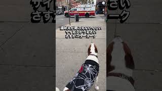 救急車に遠吠えするのが大好きな犬