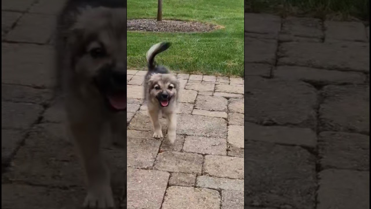 Enlarge Izzy, a Adoptable mixed breed in Aurora, IL video 3/3