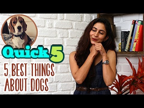 Quick 5 With Mrinmayee Godbole | 5 Best Things Of Having Dog As Pet | Chi Va Chi Sau Ka
