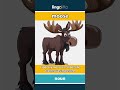 moose (noun) - definition and usage in English