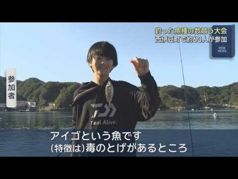 YouTube Video 釣った魚の種類の数を競う釣り大会　静岡・西伊豆町で開かれる