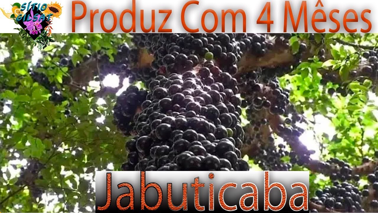 JABUTICABEIRA PRODUZ COM 4 MÊSES #CultivodePlantas