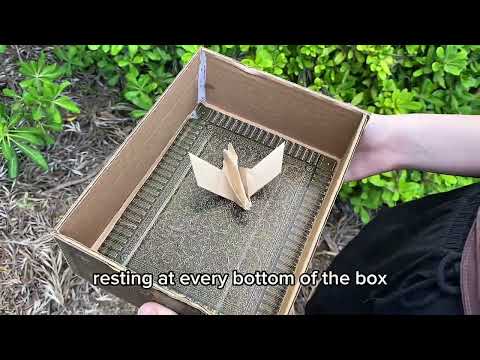 Pandora’s Box