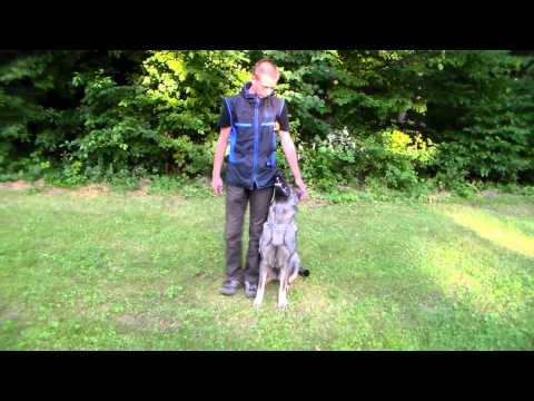 Brixa - obedience - 18 months