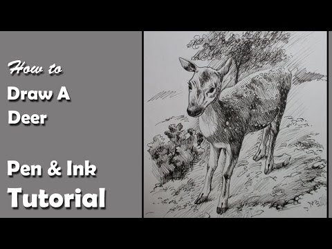 Pen Ink Drawing Tutorial | How to Draw A Deer