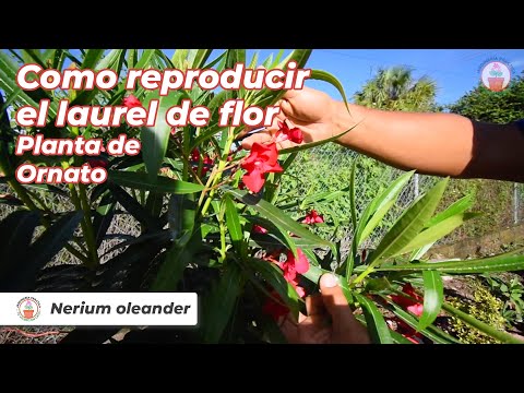 Como reproducir el laurel de flor - Planta de Ornato