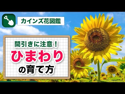 ヒマワリ 植物