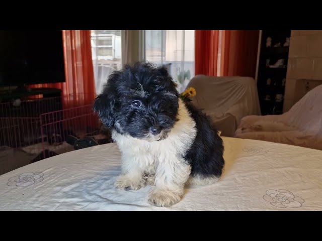 Havanese puppy for sale