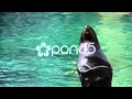 Sea Lion Clapping HD Video