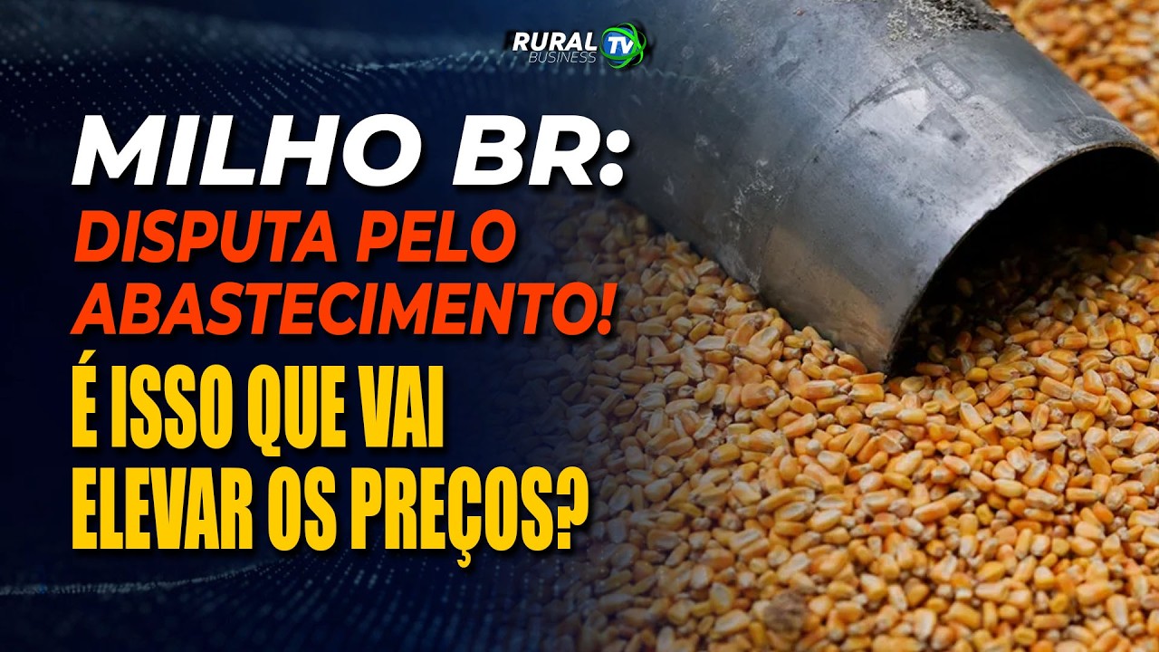 MILHO BR: DISPUTA PELO ABASTECIMENTO! É ISSO QUE VAI ELEVAR OS PREÇOS?