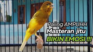 Download lagu KENARI GACOR Cuit CUIT BIRAHI UNTUK PANCINGAN & MASTERAN Kenari PAUD AGAR BUNYI mp3