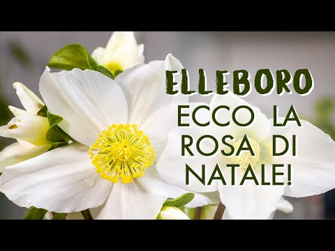 Elleboro, ecco come prendersi cura della Rosa di Natale!