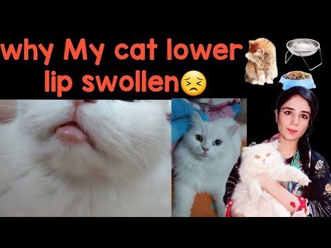 Why my Cat lower Lip swollen/Feline chin acne reason & treatment /cat chin pimples treatment at home