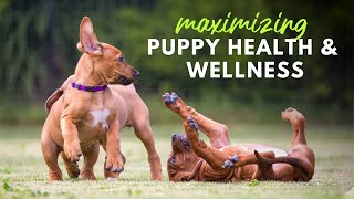 Raising a Healthy Puppy β Holistic Tips