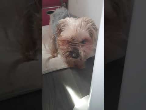 yorkshire est la canicule🤣