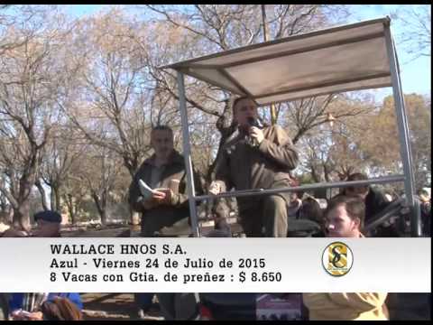 24-07-15 Venta de Vientres - Wallace Hnos S.A. - Azul.