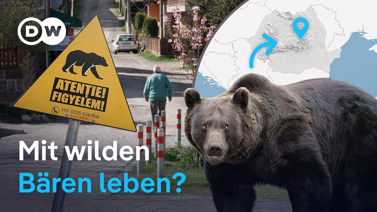 Leben mit Bären: Wie eine rumänische Stadt sich schützt