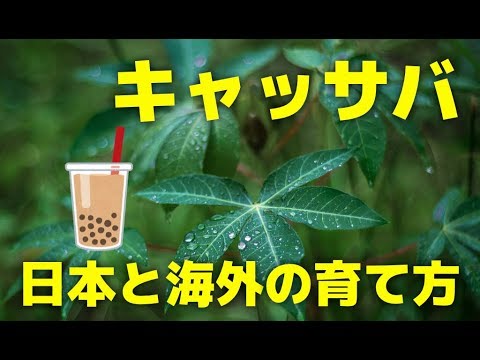 キャッサバの利点 – キャッサバの用途とレシピ