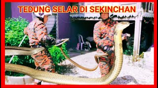 Download lagu ULAR TEDUNG SELAR BERJAYA DITAWAN ANGGOTA BOMBA SEKINCHAN | @YoepBomba mp3
