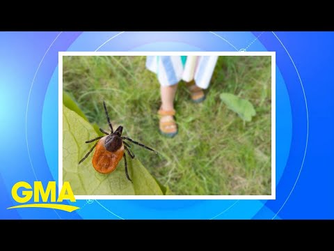 Pfizer announces stage 3 trial for Lyme disease vaccine