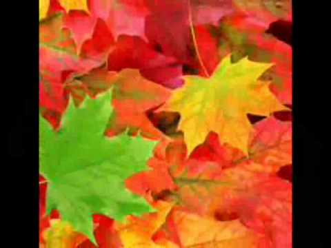 nassif zaytoun ya 3achikata lwardi @n