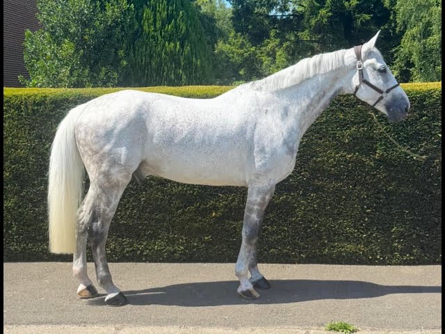 Ruin Zangersheide Te koop 2015 Schimmel ,  CICERO VAN PAEMEL