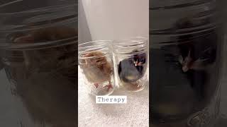 Splayed Chicken Leg, Hope this Fix it Hack works #farm life problems #chicken #babychicks