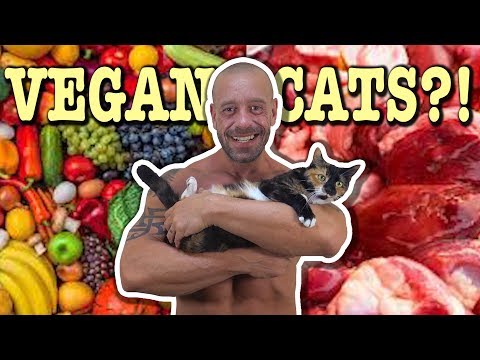 Can Cats Be Vegan? *CONTROVERSIAL*