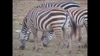 Eddie Arnold & His Little Daughter, Jo Ann - A Horse In Striped Pyjamas