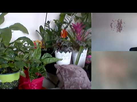 Hipn regresiva Eliberare Elisabeta 407 taramurile stranii C si Al Moraru