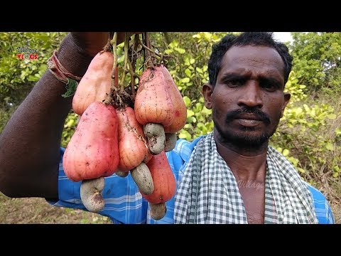 download lagu mp3 mp4 Fresh Fruit And Nuts, download lagu Fresh Fruit And Nuts gratis, unduh video klip Fresh Fruit And Nuts