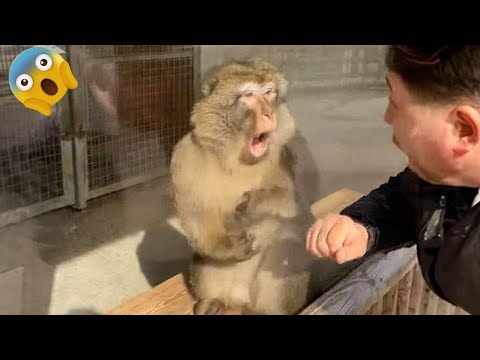You’ll Laugh Nonstop Watching These Crazy Monkeys 🐒😂