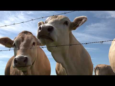 Boerderijdieren (Trailer)